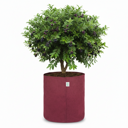 Indigrow Superior Geo Fabric Grow Bag 24X24 Inch | 400 GSM Heavy Duty | UV Protected | Large Fabric Pot without Handles | For Fruit Trees, Banana, Papaya & Kitchen Garden