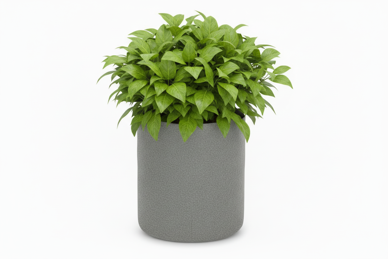 Indigrow Superior Geo Fabric Grow Bag 24X24 Inch | 400 GSM Heavy Duty | UV Protected | Large Fabric Pot without Handles | For Fruit Trees, Banana, Papaya & Kitchen Garden