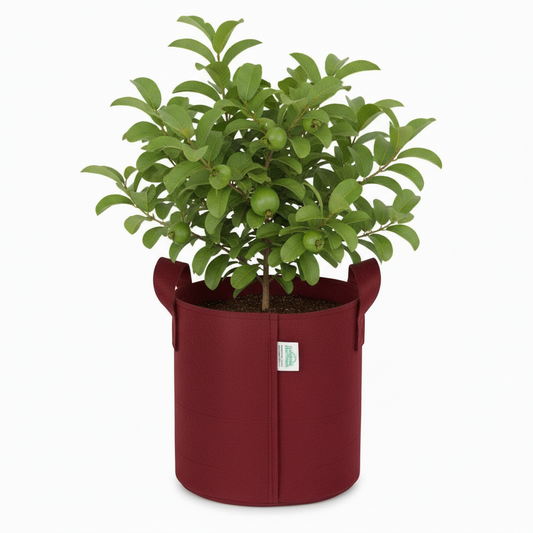 Indigrow Superior 12x12 Inch Geo Fabric Grow Bag: 400 GSM, Handles, UV Protected