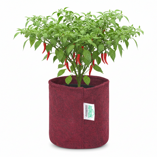 Indigrow Superior 6x6 Inch Geo Fabric Grow Bag: 400 GSM, Handles, UV Protected