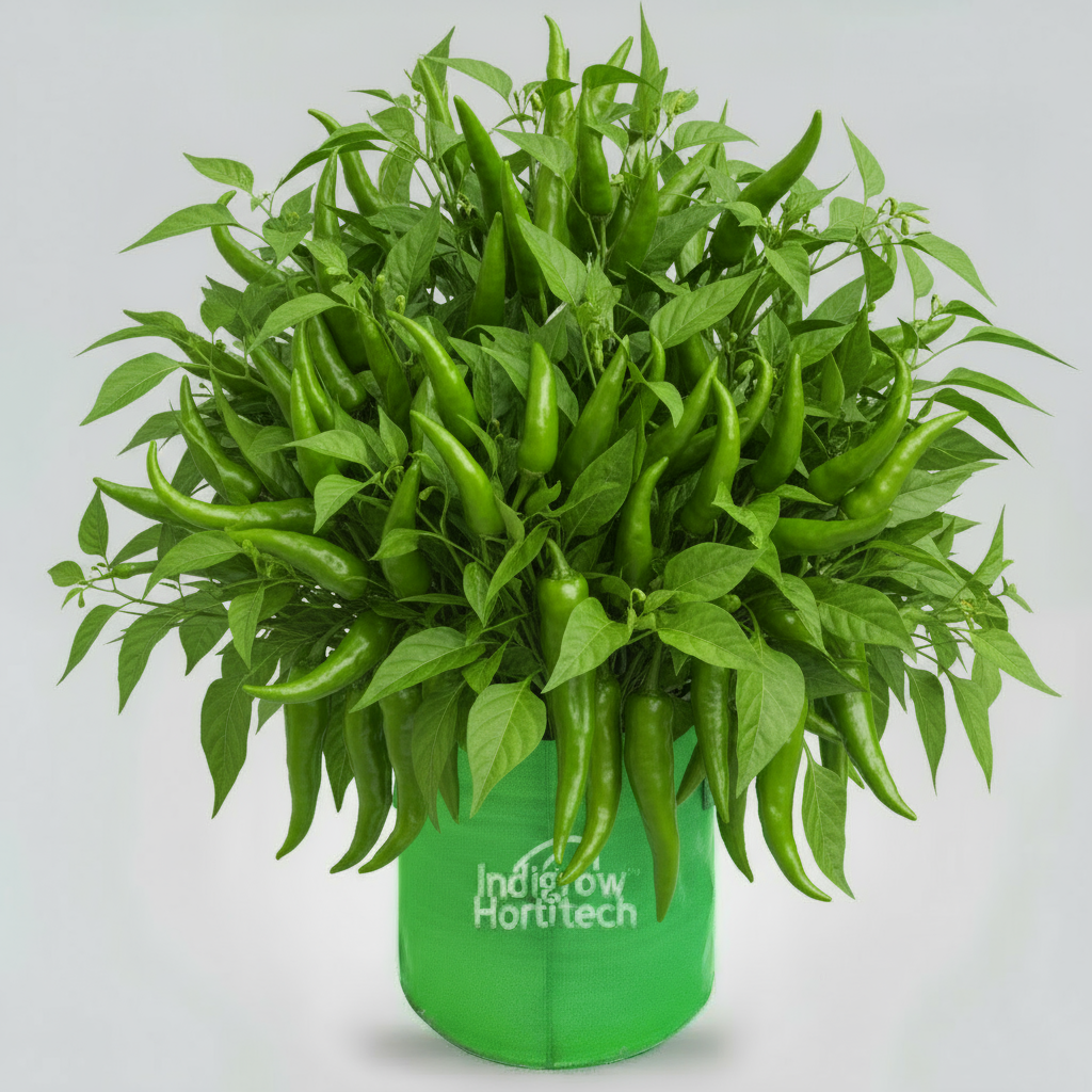 Indigrow Durable 9x6 Inch HDPE Circular Grow Bag for Healthy Garden Plants