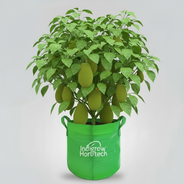 Indigrow Durable 18x24 Inch HDPE Circular Grow Bag for Healthy Garden Plants