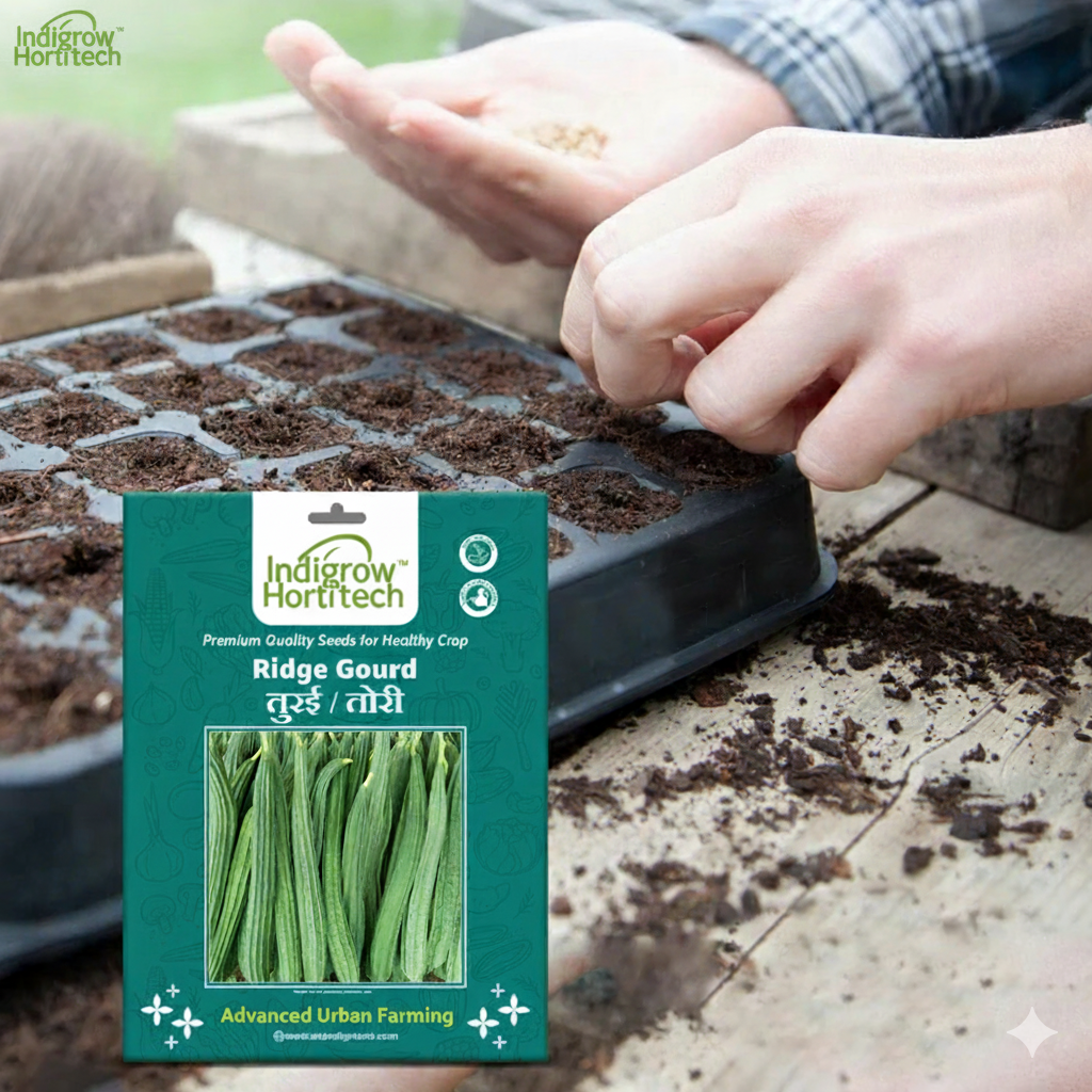 Ridge Gourd (तोरई) F-1 Hybrid Seeds