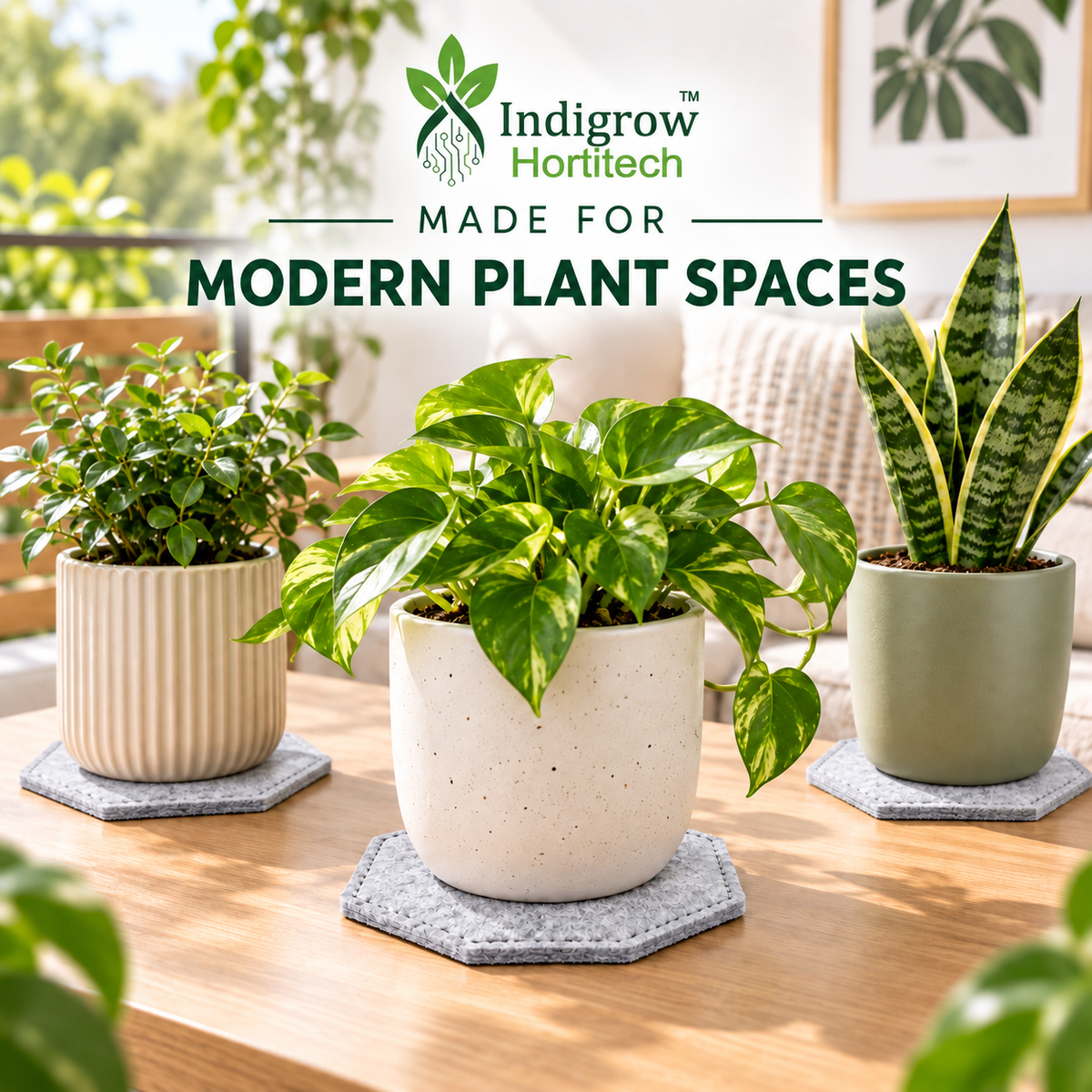 Indigrow hexagon plant coasters styled under indoor planters